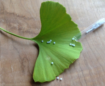 Homöopathie